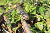 /album/naturailes/anguis-fragilis-jpg/